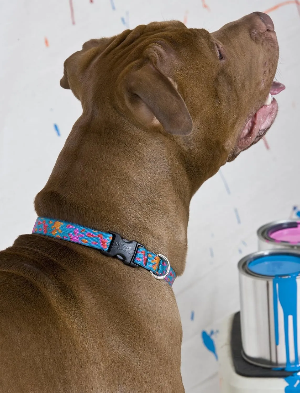 LupinePet Originals 3/4" Wet Paint 9-14" Adjustable Collar for Small Dogs