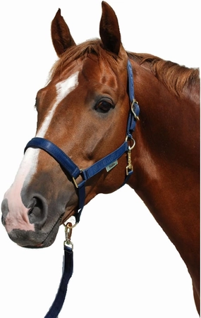 Polypropylene Halter - Size:Cob Color:Navy